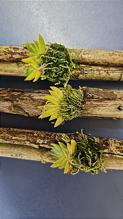 ERYCINA PUSILLA  KIT COM 3 UNIDADES