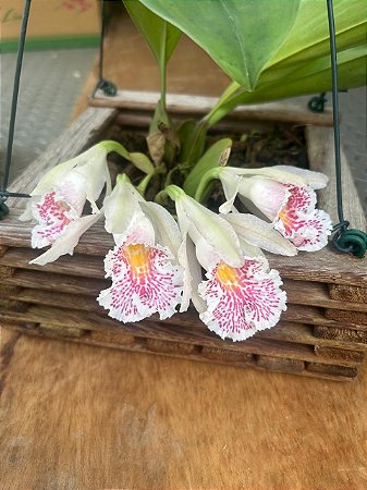 TRICHOPILIA SUAVIS ADULTA