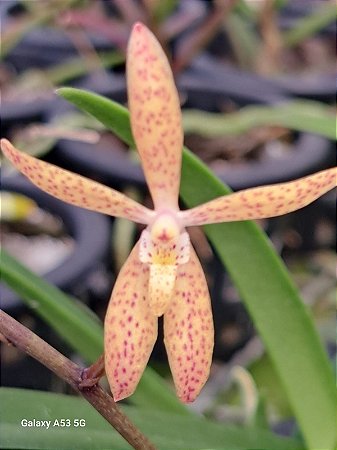 RENANTHERA MONACHICA X VANDA FALCATA ( ADULTA )