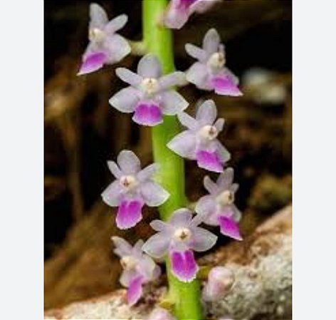 SMITINANDIA MICRANTHA