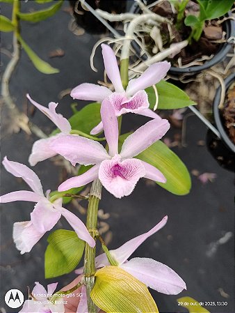Dendrobium anosmum X Dendrobium Cretaceum