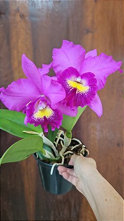 CAHUZACARA HSINYING PINK DOLL