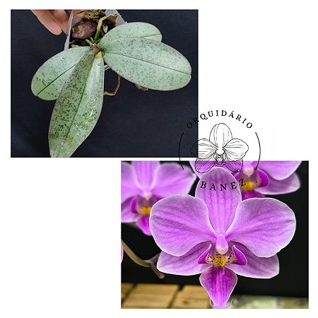 PHALAENOPSIS " 5 LITTLE MARY "