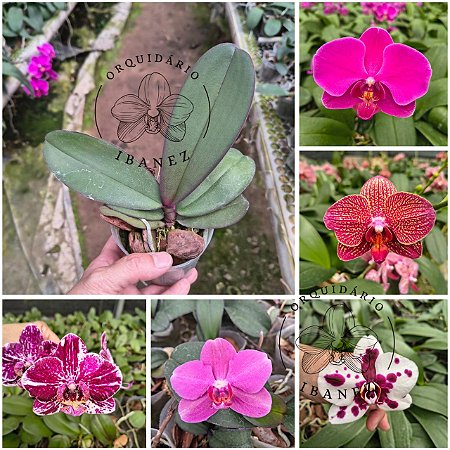 KIT DE PHALAENOPSIS HIBRIDAS 5 UNIDADES