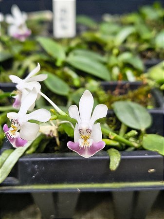 PHALAENOPSIS PARISHII ( na bandeja )