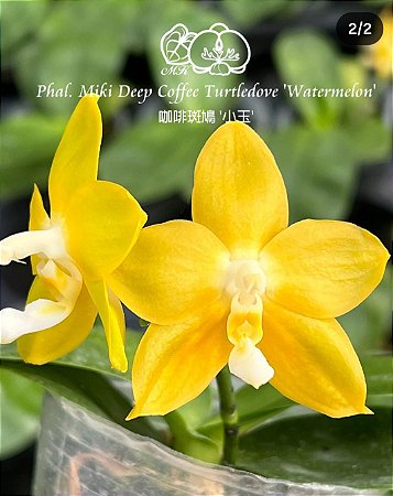 PHALAENOPSIS MIKI DEEP COFFE TURTLEDOVE " WATERMELON"