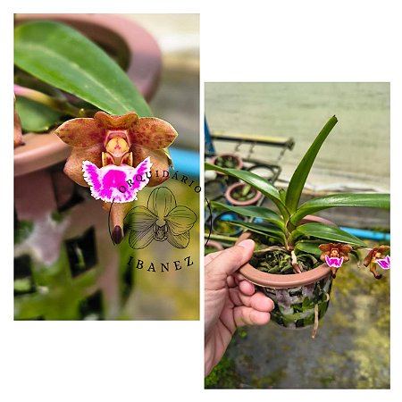 AERIDES FLABELLATA PLANTA ADULTA