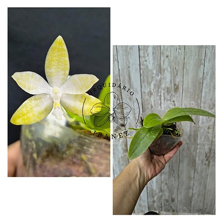 Phalaenopsis Hieroglyphica " Alba"