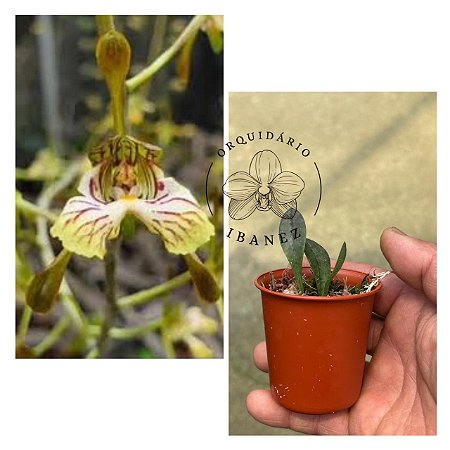 Oeceoclades Spathulifera