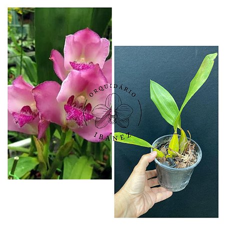 Bifrenaria Tyrianthina