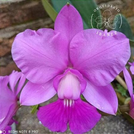 Cattleya Walkeriana tipo "Estrela da colina "
