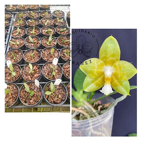 PHALAENOPSIS JOY SPRING CANARY ( na bandeja , ver descrição )