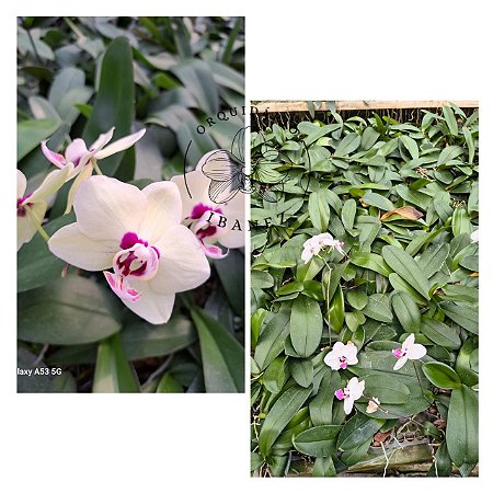 PHALAENOPSIS FLEUZA PLANTA ADULTA