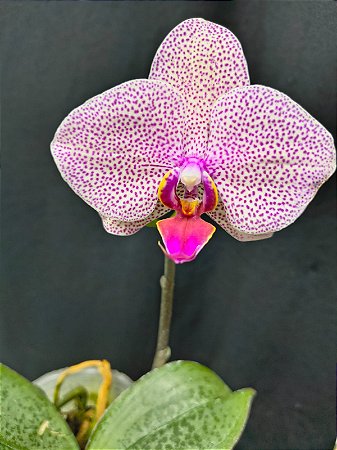 PHALAENOPSIS MA CHERIE