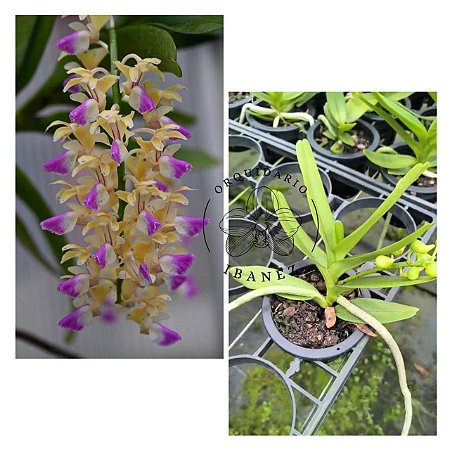 AERIDES HOULLETIANA PLANTA ADULTA