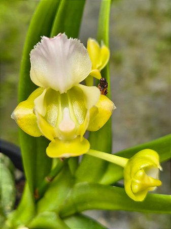 AERIDES HOULLETIANA VAR. ALBA PLANTA ADULTA