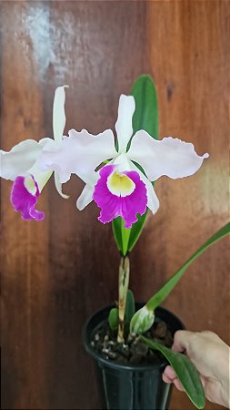 L. PURPURATA X C. ELDORADO ALBA