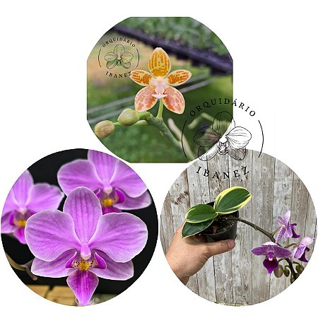 KIT 3 UNIDADES DE PHALAENOPSIS ESPECIAIS PLANTAS ADULTAS