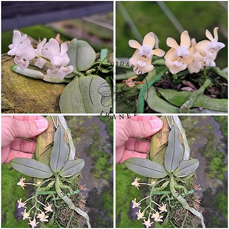 Kit com duas Phalaenopsis Thailandica Forma Albesces e Phalaenopsis Thailandica Alba