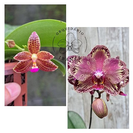 KIT COM DUAS PHALAENOPSIS LECO E PHALAENOPSIS CORNU-CERVI FORMA CHATTALADAE X JAVANICA )