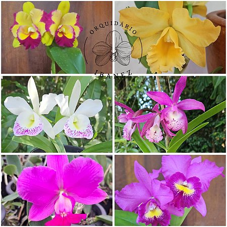 KIT DE 6 CATTLEYAS ( VER DESCRIÇÃO )