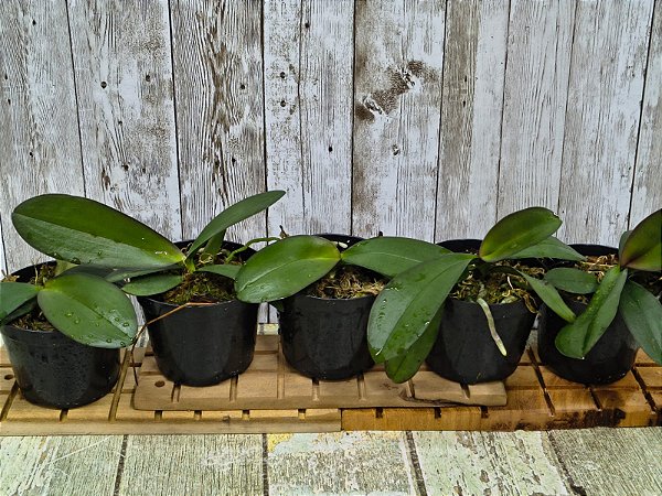 KIT PHALAENOPSIS HIBRIDAS SEM IDENTIFICAÇÃO 5 UNIDADES POTE 7