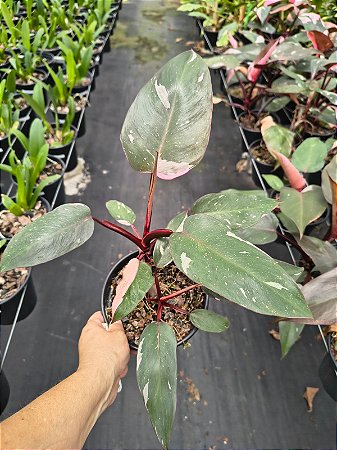 Philodendron Pink Pincess