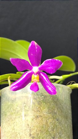 PHALAENOPSIS PULCHRA "SELECT "