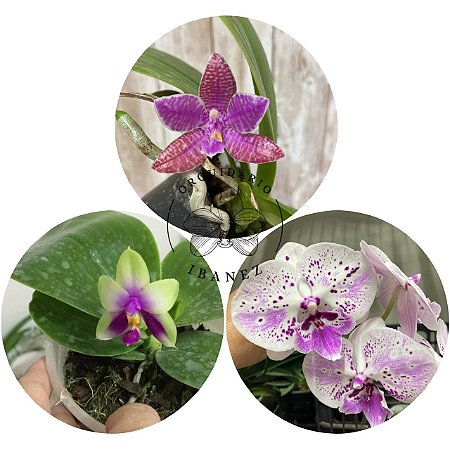 KIT #2 PHALAENOPSIS ESPECIE