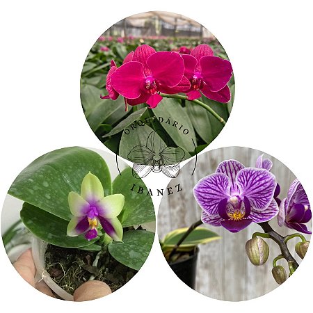 KIT #4 PHALAENOPSIS ESPECIE