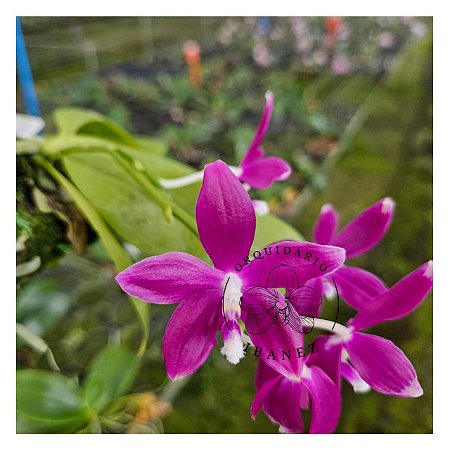 PHALAENOPSIS SPECIOSA RED