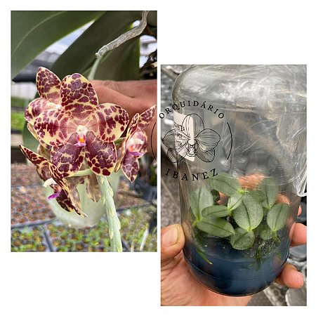 FRASCO DE PHALAENOPSIS GIGANTEA