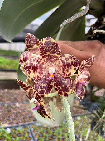 PHALAENOPSIS GIGANTEA PLANTA ADULTA