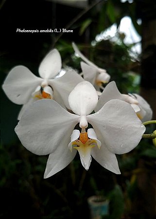 PHALAENOPSIS AMABILIS X SIB ( MUDA )