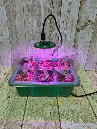 INCUBADORA PARA MUDAS DE ORQUDIEAS