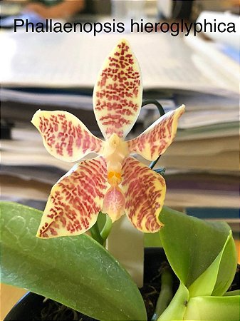 Phalaenopsis Hieroglyphica ( pre adulta )