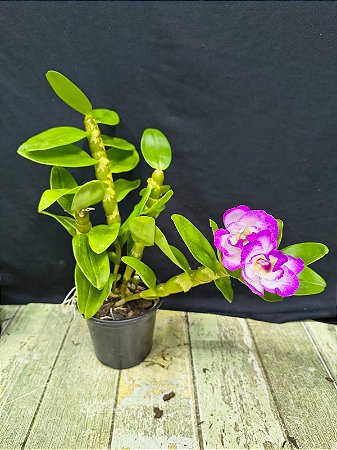 DENDROBIUM NOBILE X STARDUST
