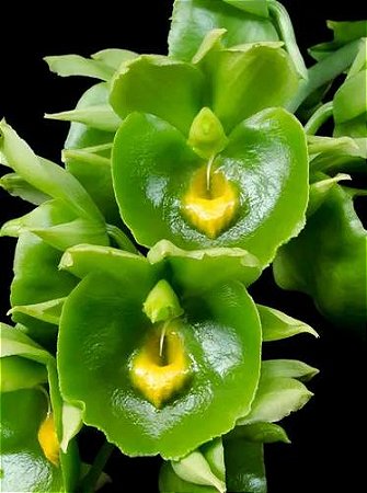 CATASETUM EXPANSUM GREEN VELVET