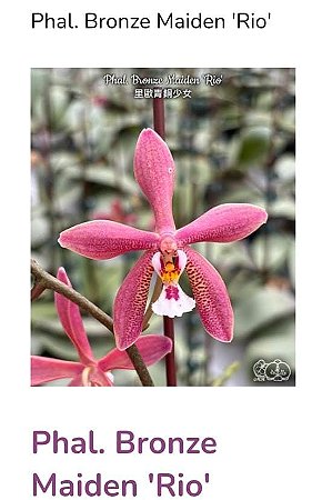 PHALAENOPSIS BRONZE MAIDEN " RIO "