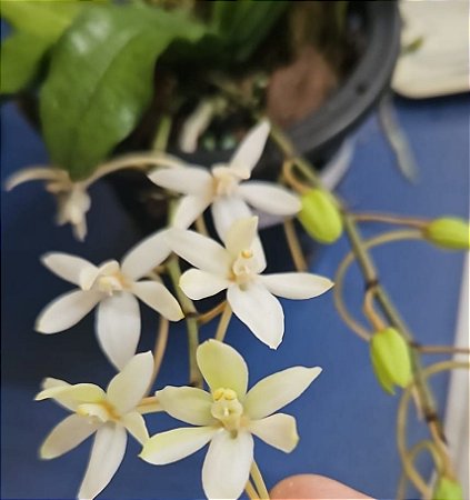 AERANGIS MOOREANA ( ADULTA )