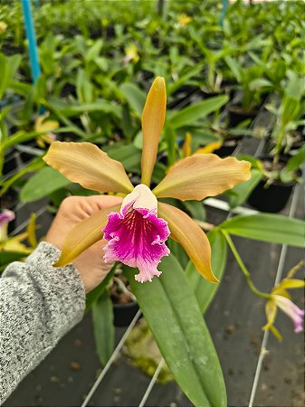 CATTLEYA DURIGAN FLAMEA X CAT. TIGRINA