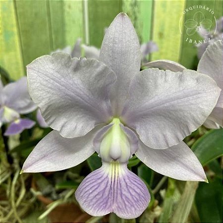 CATTLEYA WALKERIANA COERULEA " EDWARD´S X MARIMBONDO " + JANGADA DE PAU DE CAFE ( MUDA )