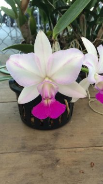 kit com 10 mudas de cattleya walkeriana