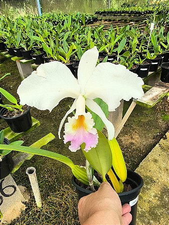 CATTLEYA LABIATA S/A - CARNEA #3X#1
