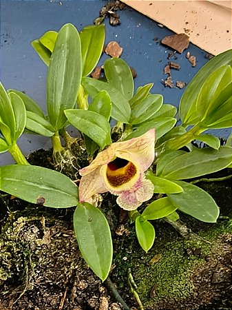 Dendrobium hekouense ( planta adulta )