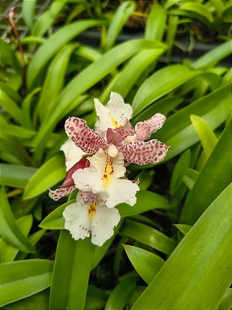 RODRICIDIUM RED SPOT ( NO PLUG )