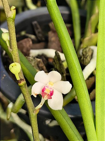 Holcoglossum rupestre x Acampe thailandica