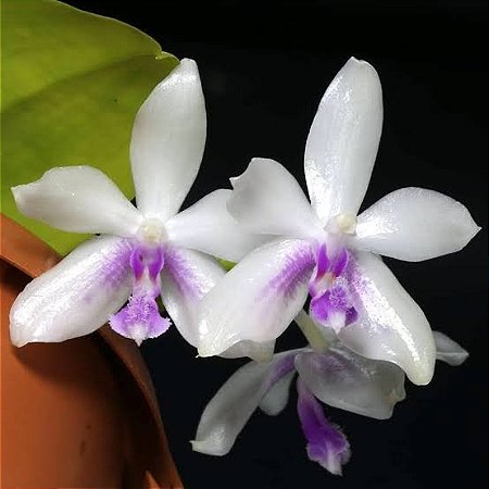 PHALAENOPSIS FIMBRIATA PLANTA ADULTA