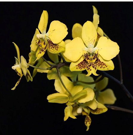 Phalaenopsis stuartiana Nobilis