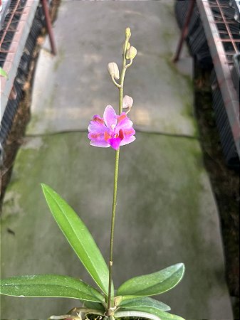 phalaenopsis doritis pulcherrima trilabelo " 618 "